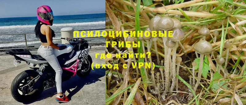 Галлюциногенные грибы Psilocybe  Апшеронск 